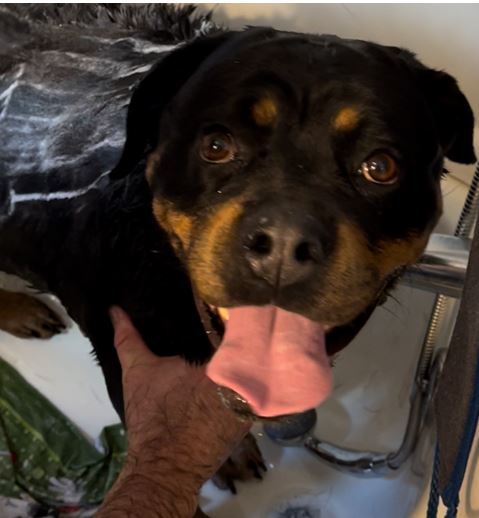 Remi - watch my video, an adoptable Rottweiler in Providence, RI, 02940 | Photo Image 3