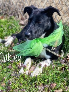 Oakley