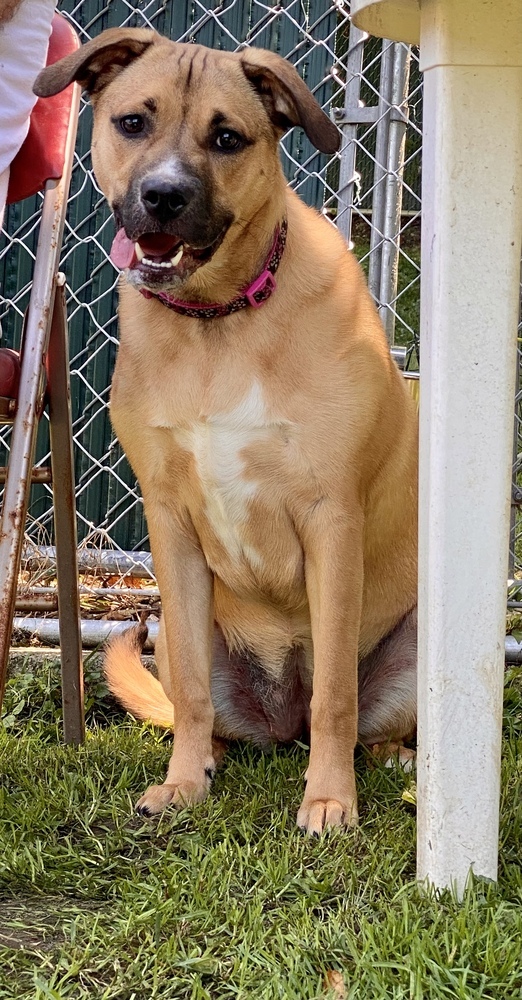 Sandy AKA Shortcake (Scarlet Litter)