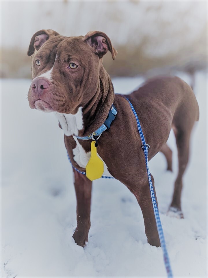 Mara: RIDGE DOG IN TRAINING