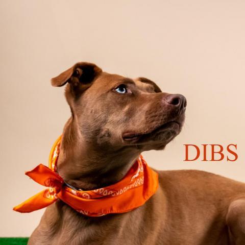 Dibs 03-3186