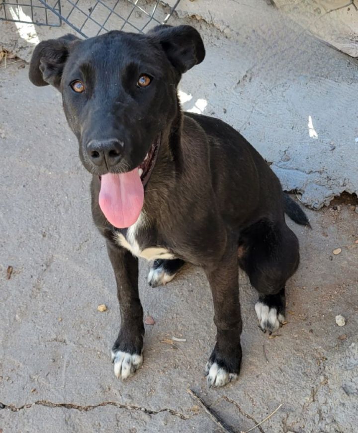 Dog for adoption - Madra, a Great Dane & Siberian Husky Mix Nogales, AZ Petfinder