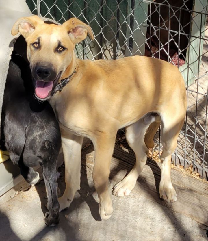 Great dane and hot sale siberian husky mix