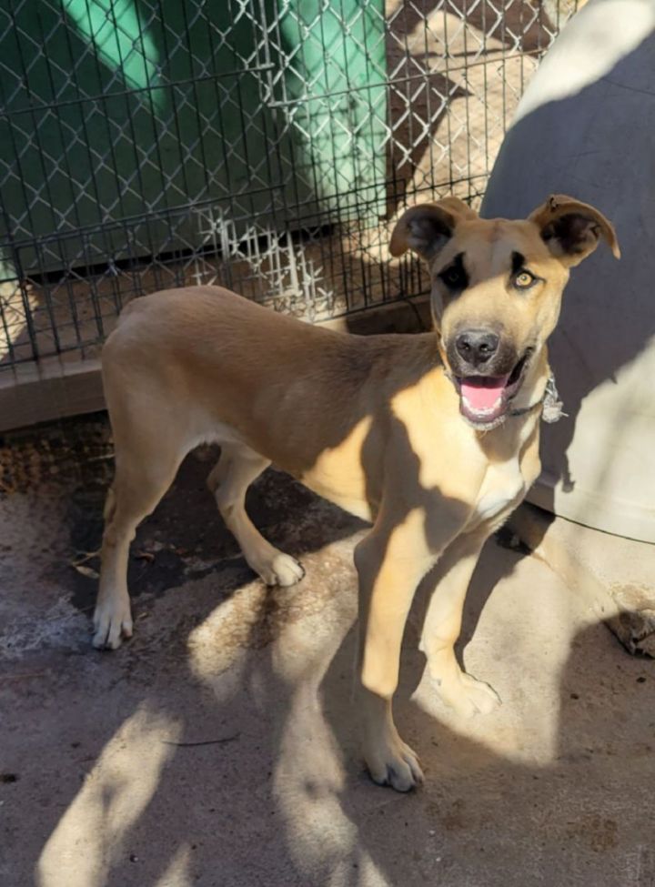 Great dane husky mix best sale for adoption