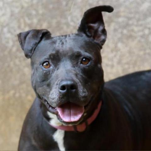 Macy, an adoptable American Staffordshire Terrier in Lihue, HI, 96766 | Photo Image 1