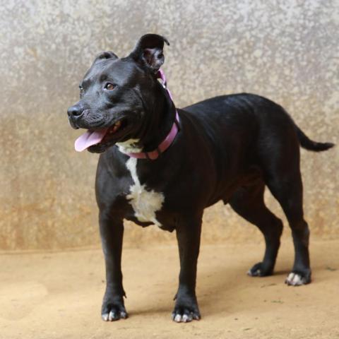 Macy, an adoptable American Staffordshire Terrier in Lihue, HI, 96766 | Photo Image 2
