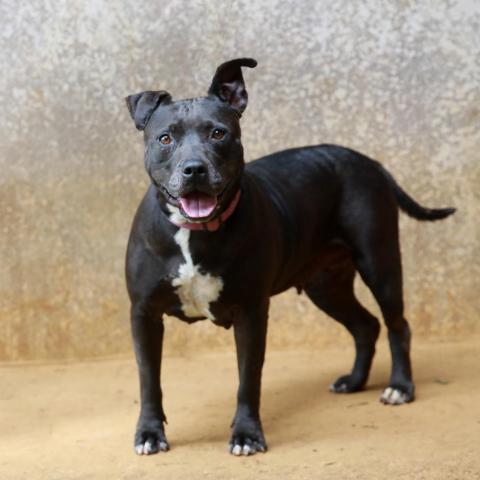Macy, an adoptable American Staffordshire Terrier in Lihue, HI, 96766 | Photo Image 3