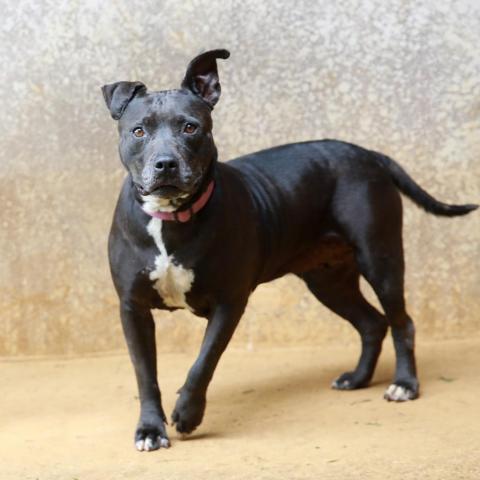Macy, an adoptable American Staffordshire Terrier in Lihue, HI, 96766 | Photo Image 6