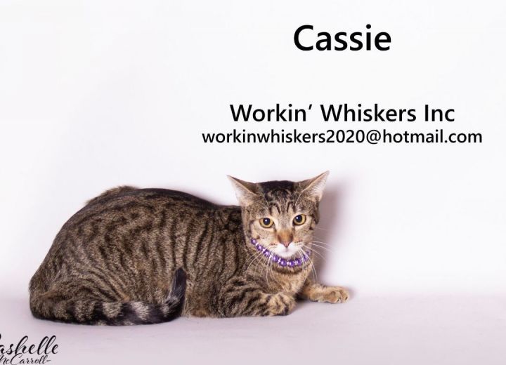 CASSIE, an adoptable Egyptian Mau & Domestic Short Hair Mix in HEMET, CA_image-1