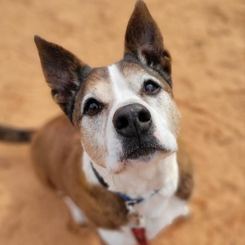 Zion, an adoptable Cattle Dog, Pit Bull Terrier in Kanab, UT, 84741 | Photo Image 1