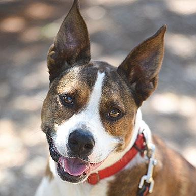Zion, an adoptable Cattle Dog, Pit Bull Terrier in Kanab, UT, 84741 | Photo Image 2