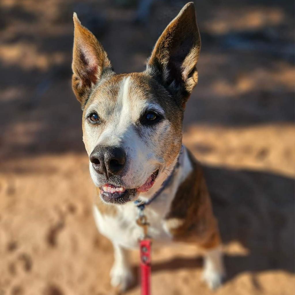 Zion, an adoptable Cattle Dog, Pit Bull Terrier in Kanab, UT, 84741 | Photo Image 2