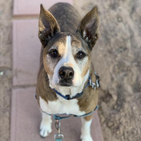 Zion, an adoptable Cattle Dog, Pit Bull Terrier in Kanab, UT, 84741 | Photo Image 3