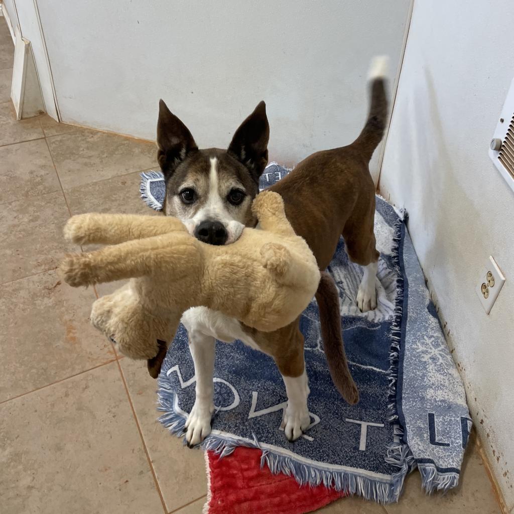 Zion, an adoptable Cattle Dog, Pit Bull Terrier in Kanab, UT, 84741 | Photo Image 3