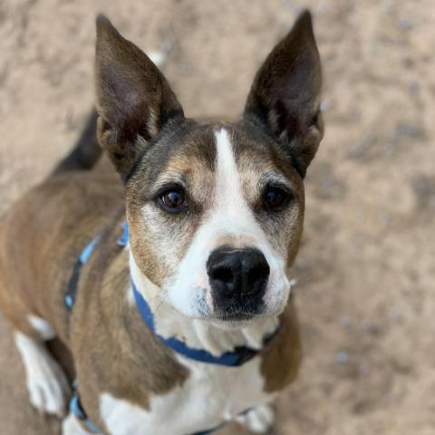 Zion, an adoptable Cattle Dog, Pit Bull Terrier in Kanab, UT, 84741 | Photo Image 4