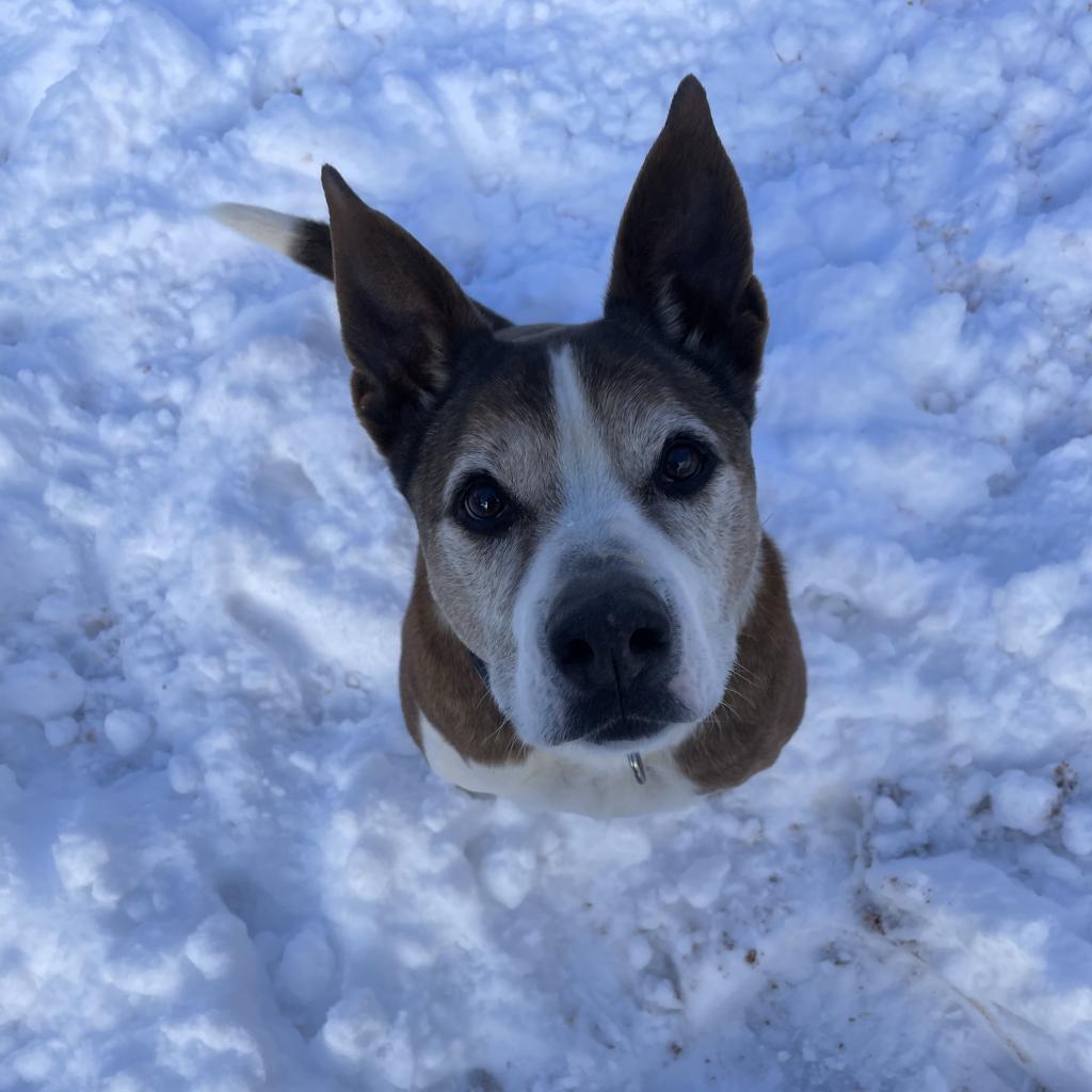 Zion, an adoptable Cattle Dog, Pit Bull Terrier in Kanab, UT, 84741 | Photo Image 4