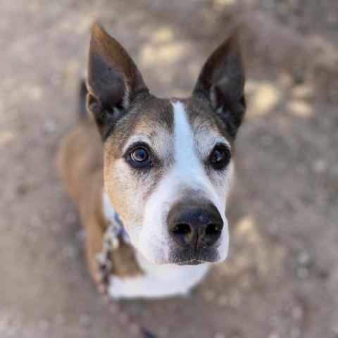 Zion, an adoptable Cattle Dog, Pit Bull Terrier in Kanab, UT, 84741 | Photo Image 5