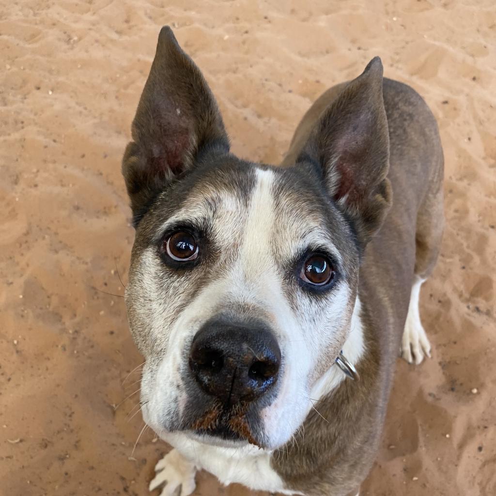 Zion, an adoptable Cattle Dog, Pit Bull Terrier in Kanab, UT, 84741 | Photo Image 5