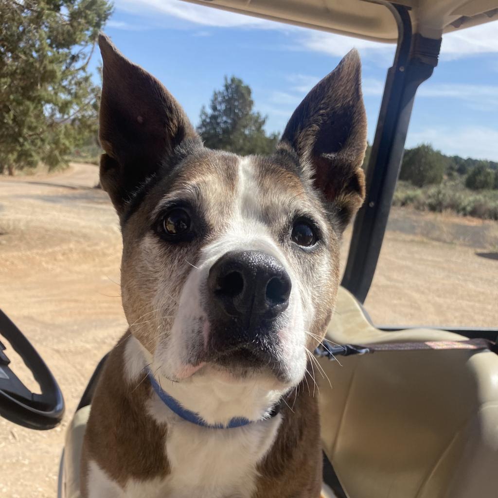 Zion, an adoptable Cattle Dog, Pit Bull Terrier in Kanab, UT, 84741 | Photo Image 6