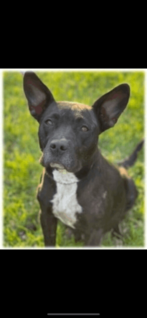 Sweetie (foster to adopt), an adoptable American Staffordshire Terrier & Australian Cattle Dog / Blue Heeler Mix in White Lake, MI_image-1