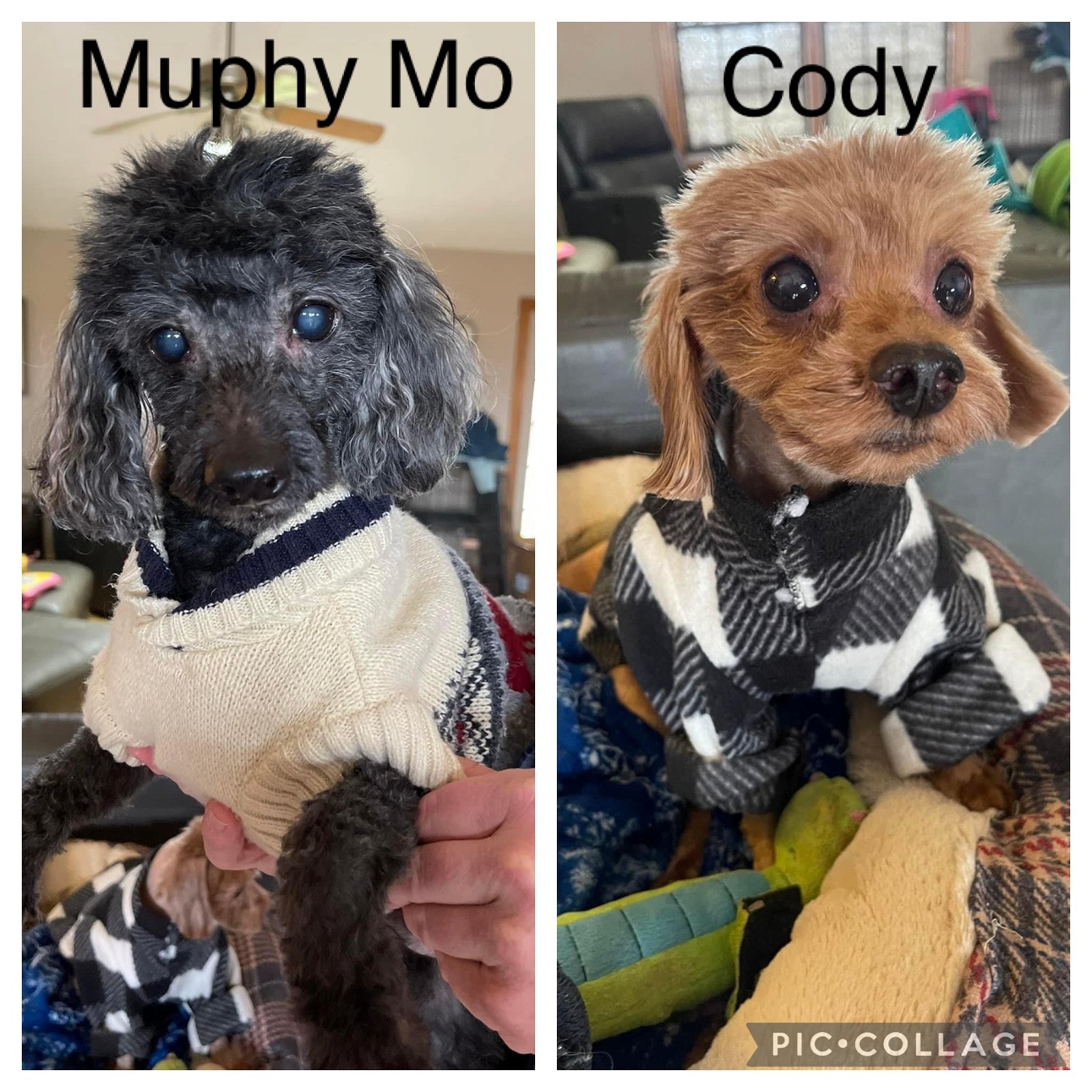 Cody and Murphy Mo (Bonded Pair)