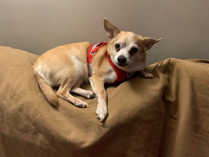 Katie, an adopted Chihuahua Mix in Rochester, NY_image-1