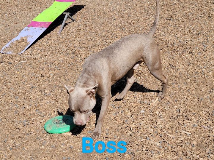 Bo$$, an adoptable American Staffordshire Terrier in Madras, OR_image-4