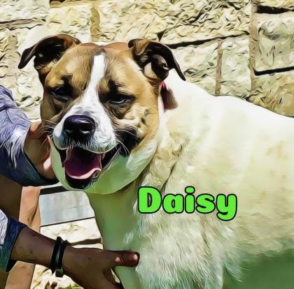 Daisy