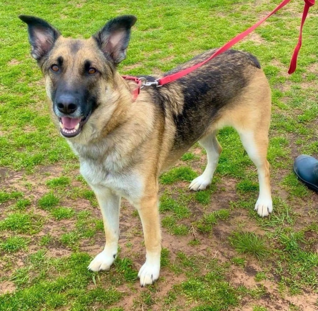 Nikki, an adoptable German Shepherd Dog in Little Rock, AR, 72223 | Photo Image 1