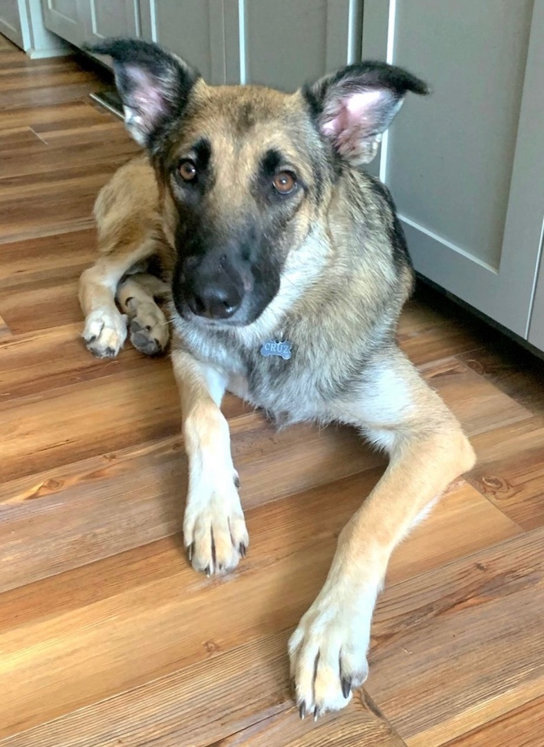 Nikki, an adoptable German Shepherd Dog in Little Rock, AR, 72223 | Photo Image 2