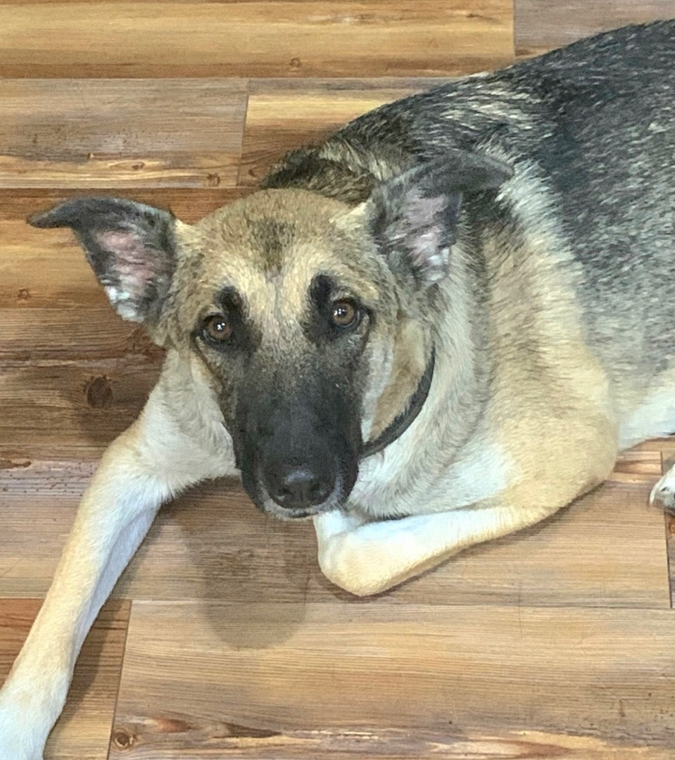 Nikki, an adoptable German Shepherd Dog in Little Rock, AR, 72223 | Photo Image 3