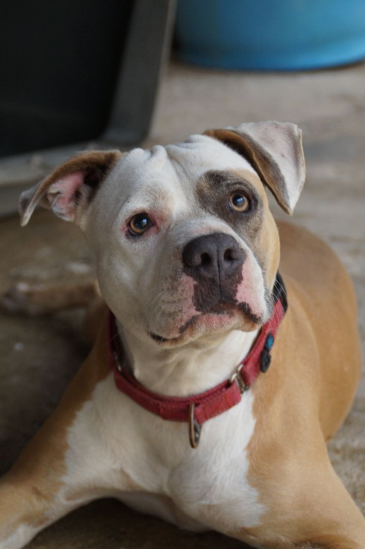 Luz, an adoptable Pit Bull Terrier in Loiza, PR_image-3