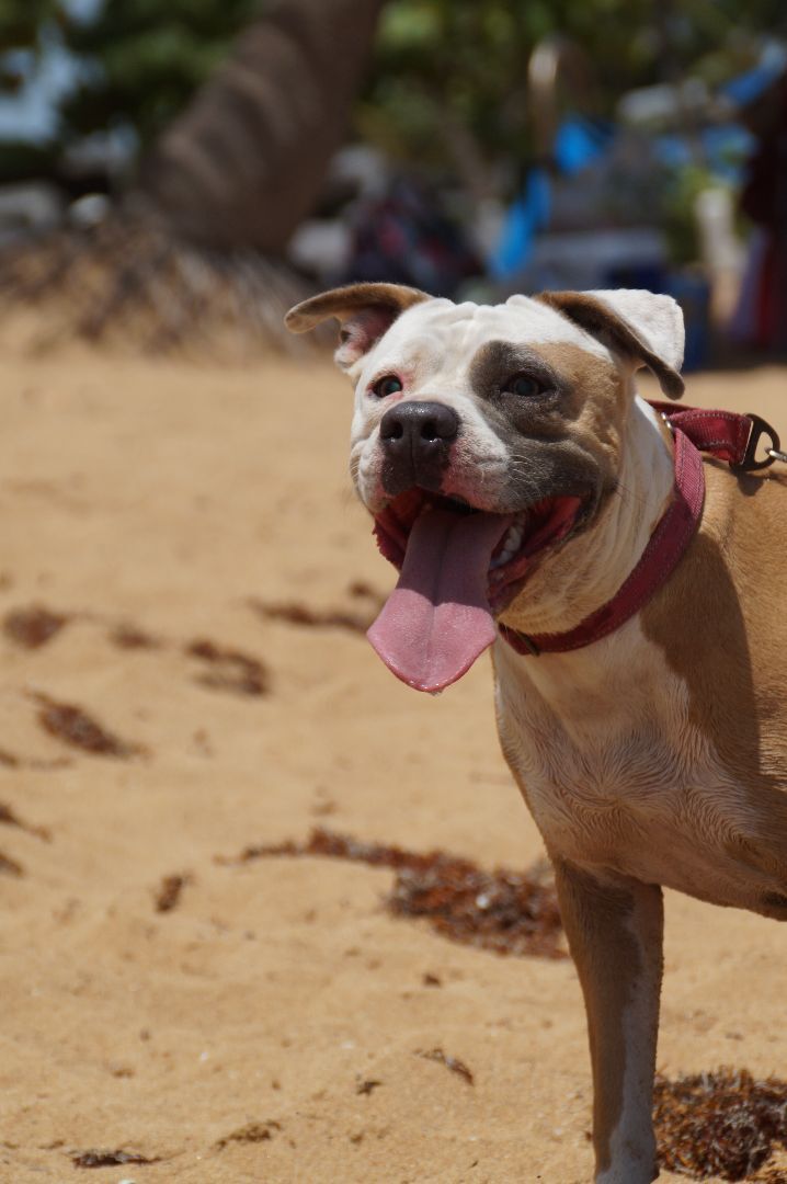 Luz, an adoptable Pit Bull Terrier in Loiza, PR_image-1