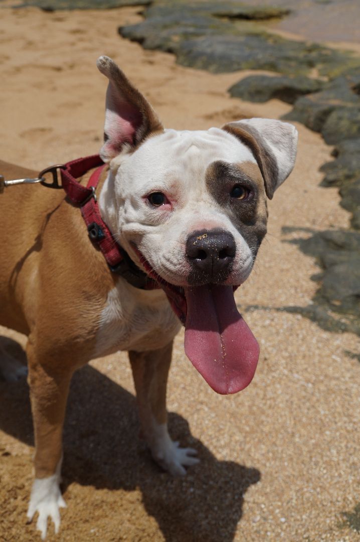Luz, an adoptable Pit Bull Terrier in Loiza, PR_image-5
