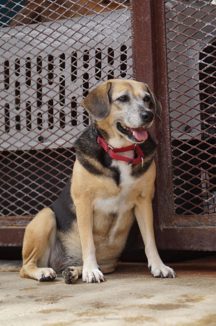 Precious , an adoptable Beagle in Loiza, PR_image-2