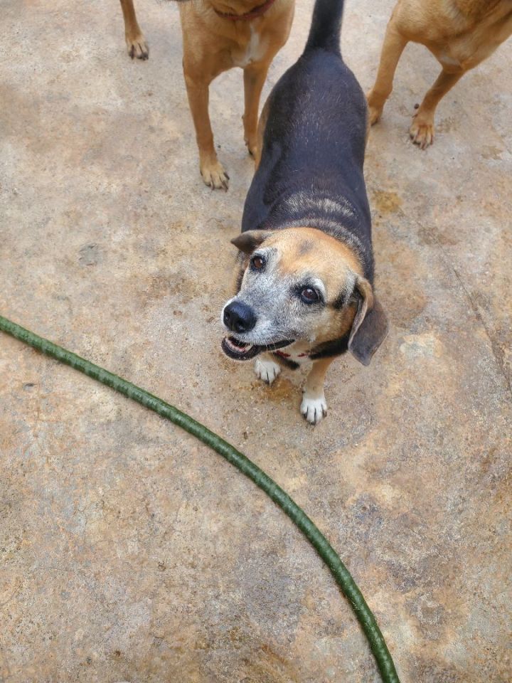 Precious , an adoptable Beagle in Loiza, PR_image-2