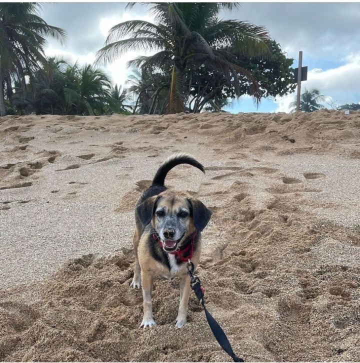 Precious , an adoptable Beagle in Loiza, PR_image-4