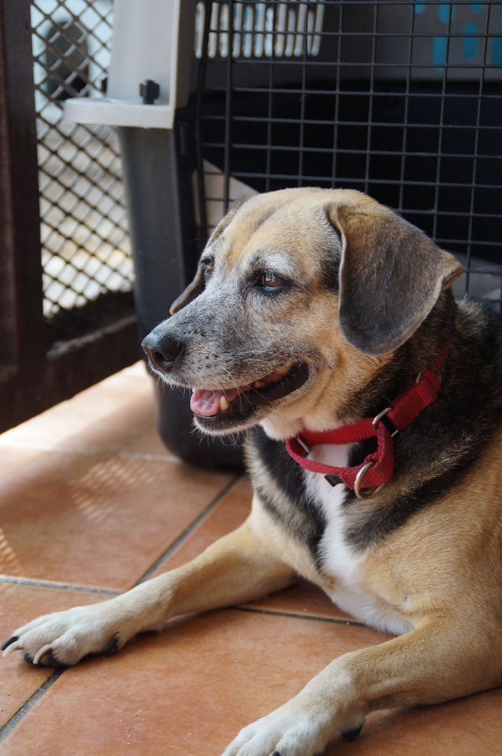 Precious , an adoptable Beagle in Loiza, PR_image-1