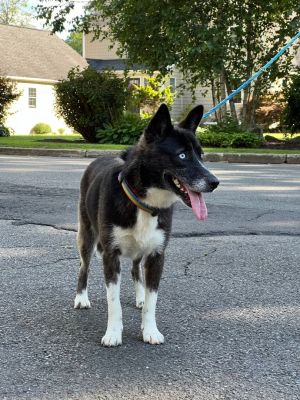 Harriet is a smaller sized Husky mix She weighs about 28 pounds and is about 2 years old Harriet i