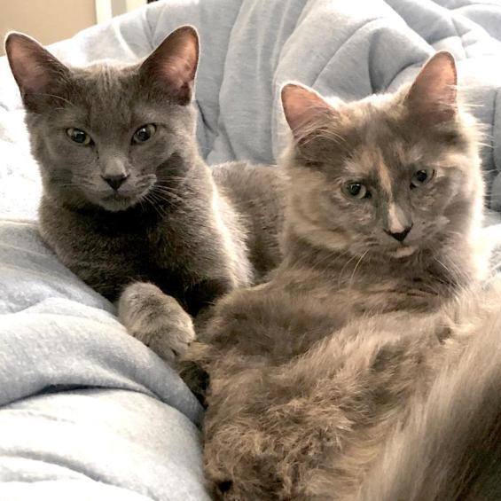 Luna and Lori -  Need Foster Home, an adoptable Domestic Medium Hair & Dilute Tortoiseshell Mix in Berkeley, CA_image-2