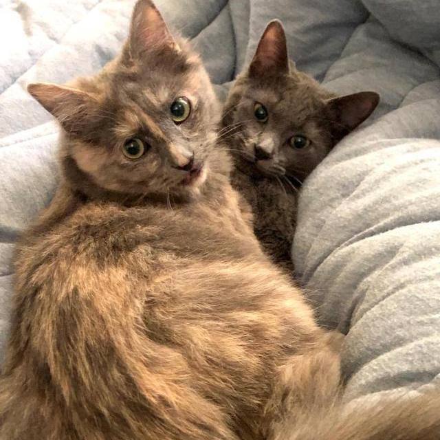 Luna and Lori -  Need Foster Home, an adoptable Domestic Medium Hair & Dilute Tortoiseshell Mix in Berkeley, CA_image-1