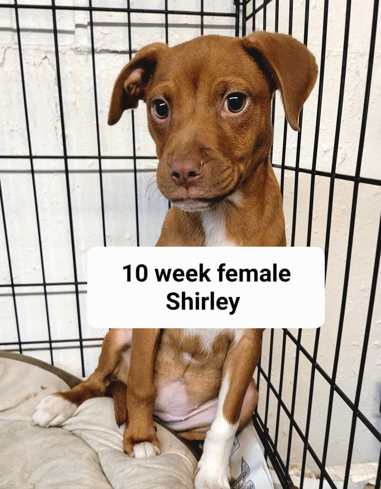 Shirley