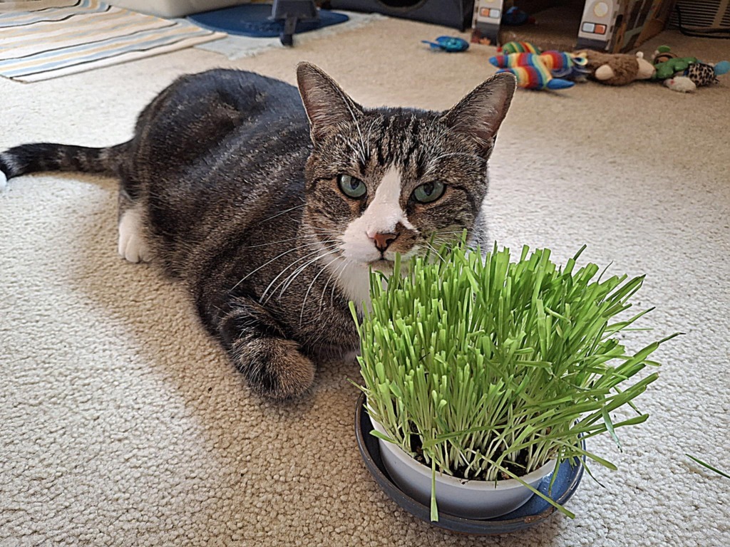 Rudy, an adoptable Domestic Short Hair in Ballwin, MO, 63011 | Photo Image 1