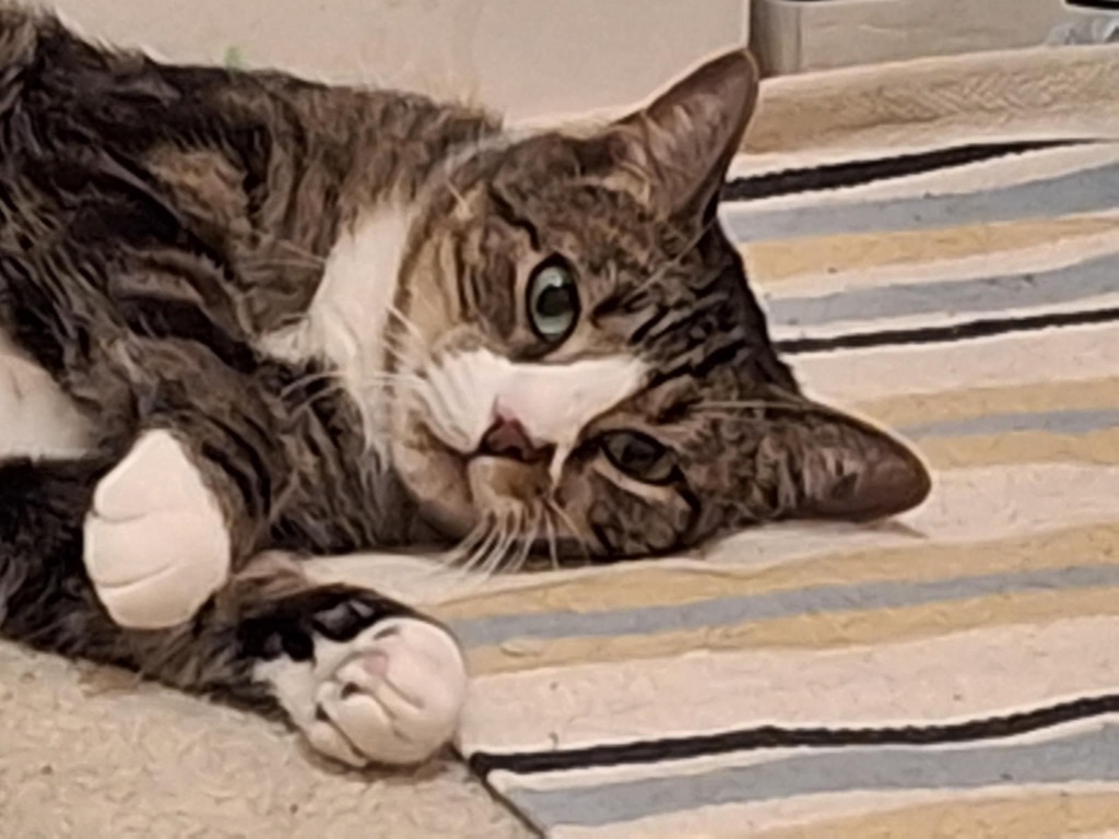 Rudy, an adoptable Domestic Short Hair in Ballwin, MO, 63011 | Photo Image 3