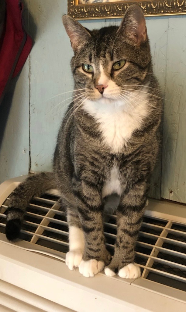 Toeby, an adoptable Extra-Toes Cat / Hemingway Polydactyl, Domestic Short Hair in Ballwin, MO, 63011 | Photo Image 1