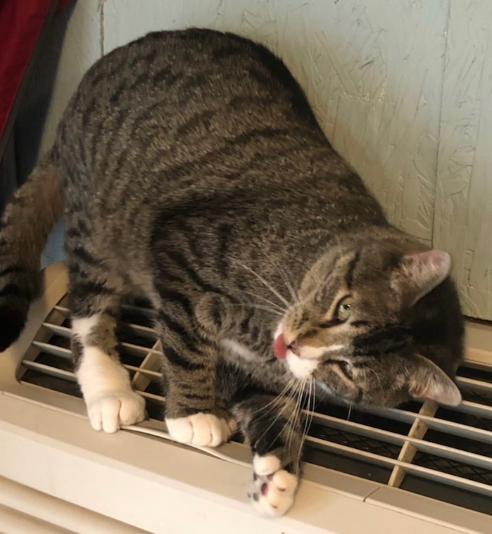 Toeby, an adoptable Extra-Toes Cat / Hemingway Polydactyl, Domestic Short Hair in Ballwin, MO, 63011 | Photo Image 3