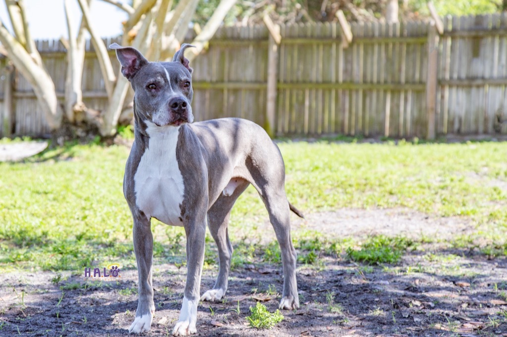 Gandolf, an adoptable Pit Bull Terrier in Sebastian, FL, 32958 | Photo Image 2