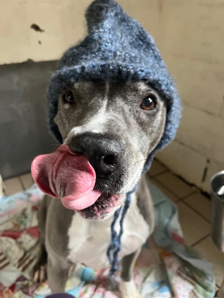 Gandolf, an adoptable Pit Bull Terrier in Sebastian, FL, 32958 | Photo Image 3