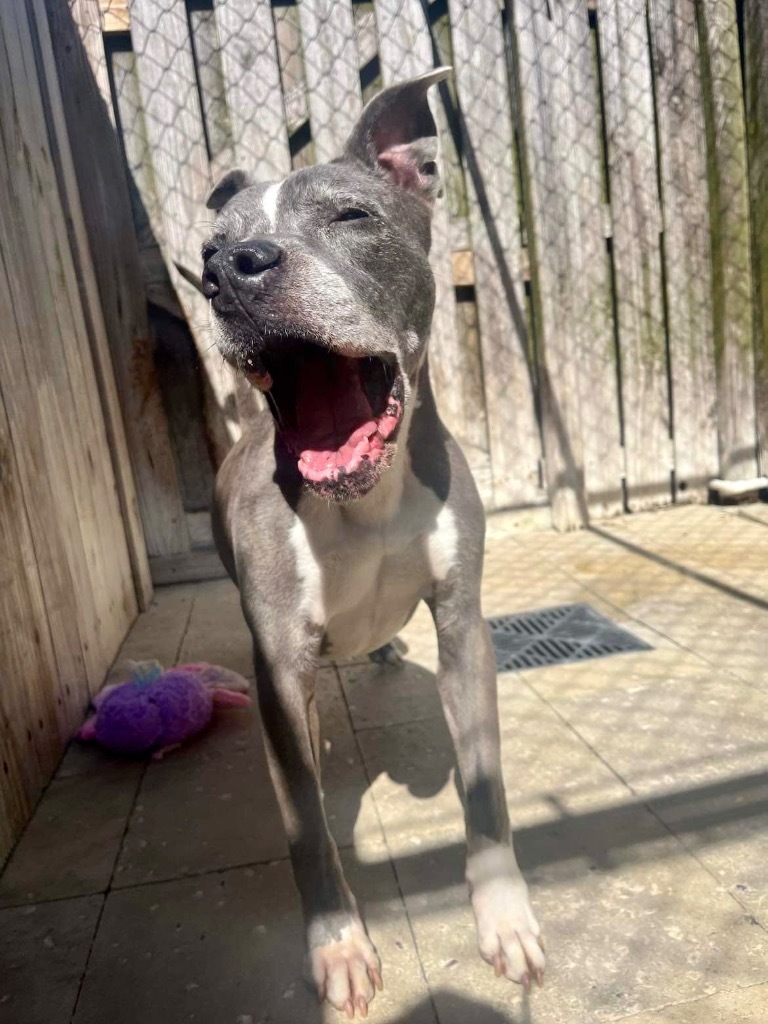 Gandolf, an adoptable Pit Bull Terrier in Sebastian, FL, 32958 | Photo Image 4