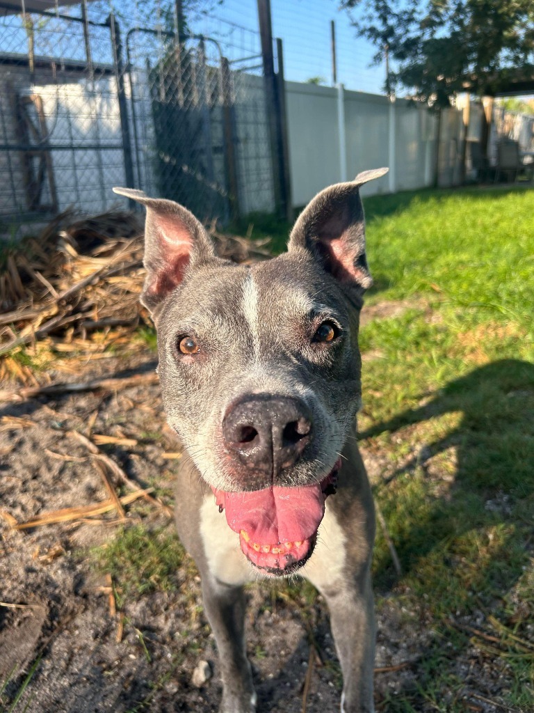 Gandolf, an adoptable Pit Bull Terrier in Sebastian, FL, 32958 | Photo Image 5